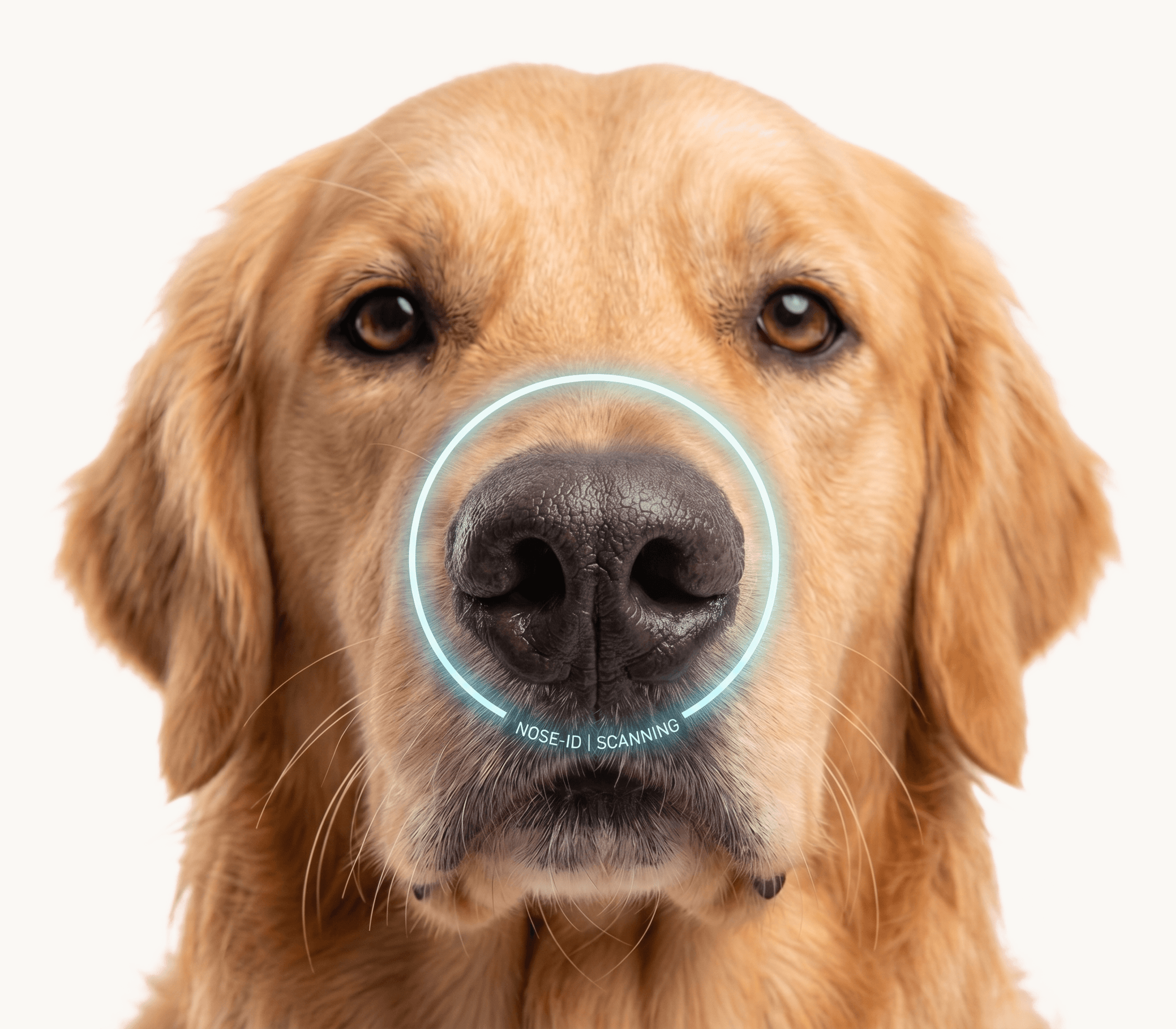 A golden retriever's nose being scanned for Nose-ID identification